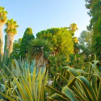 Jardín Botánico de la Universitat de València.